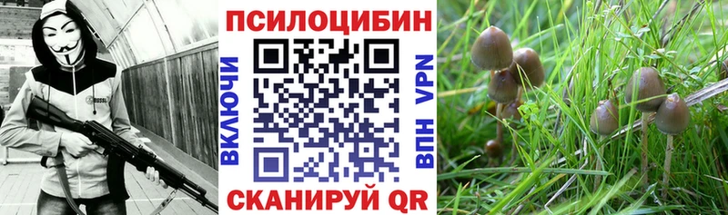 Псилоцибиновые грибы Psilocybine cubensis  Холм 